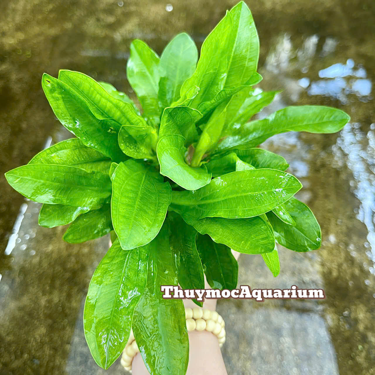 Trang trại Thuỷ Mộc Aquarium