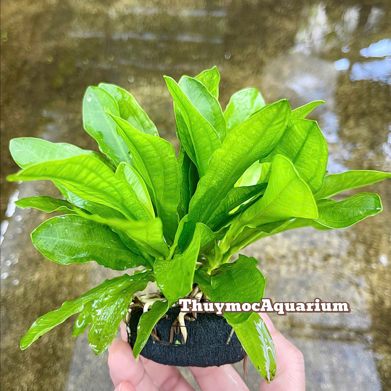 Trang trại Thuỷ Mộc Aquarium