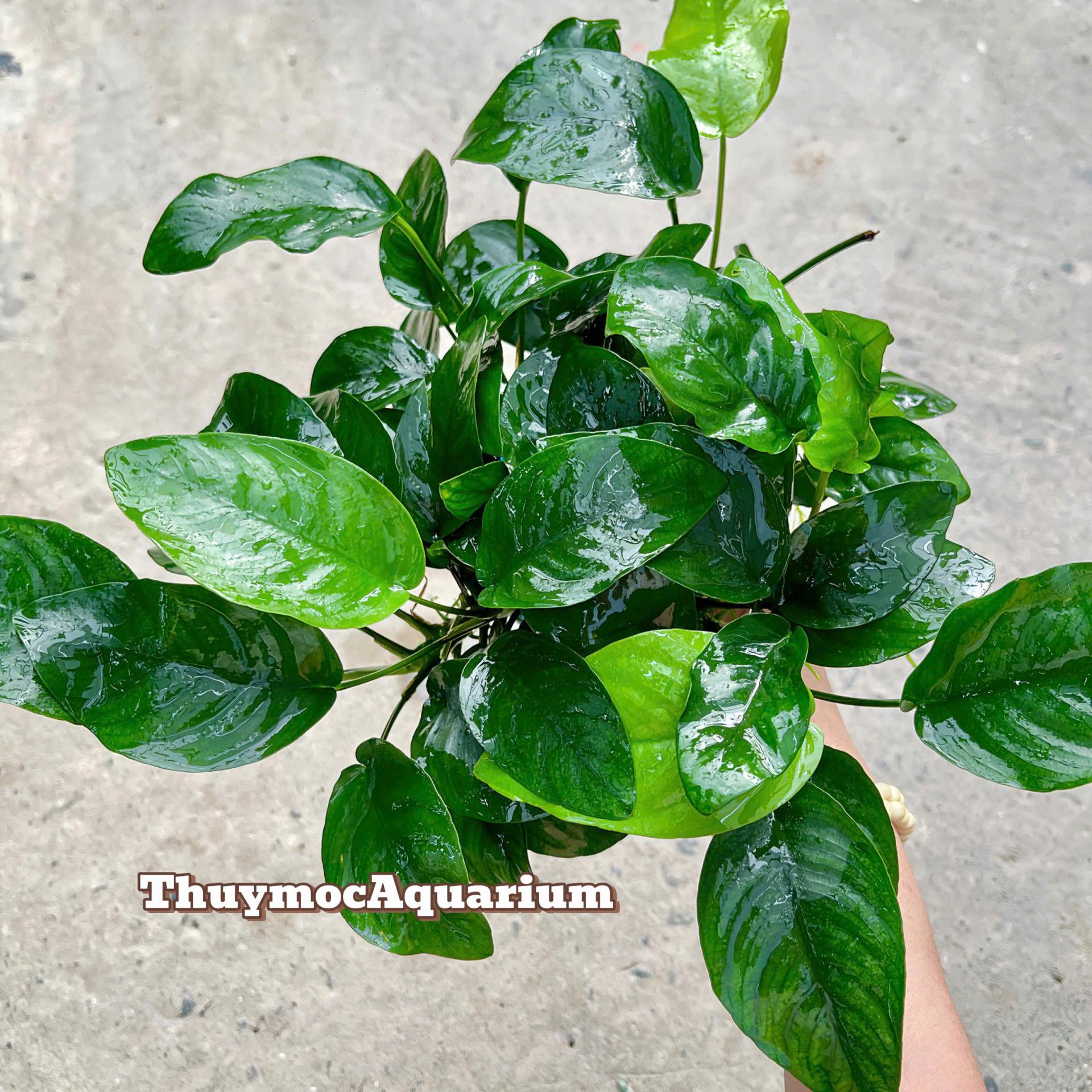 Trang trại Thuỷ Mộc Aquarium