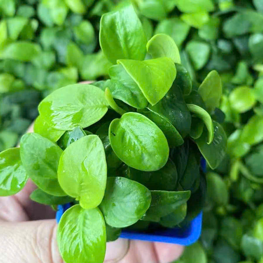 Trang trại Thuỷ Mộc Aquarium