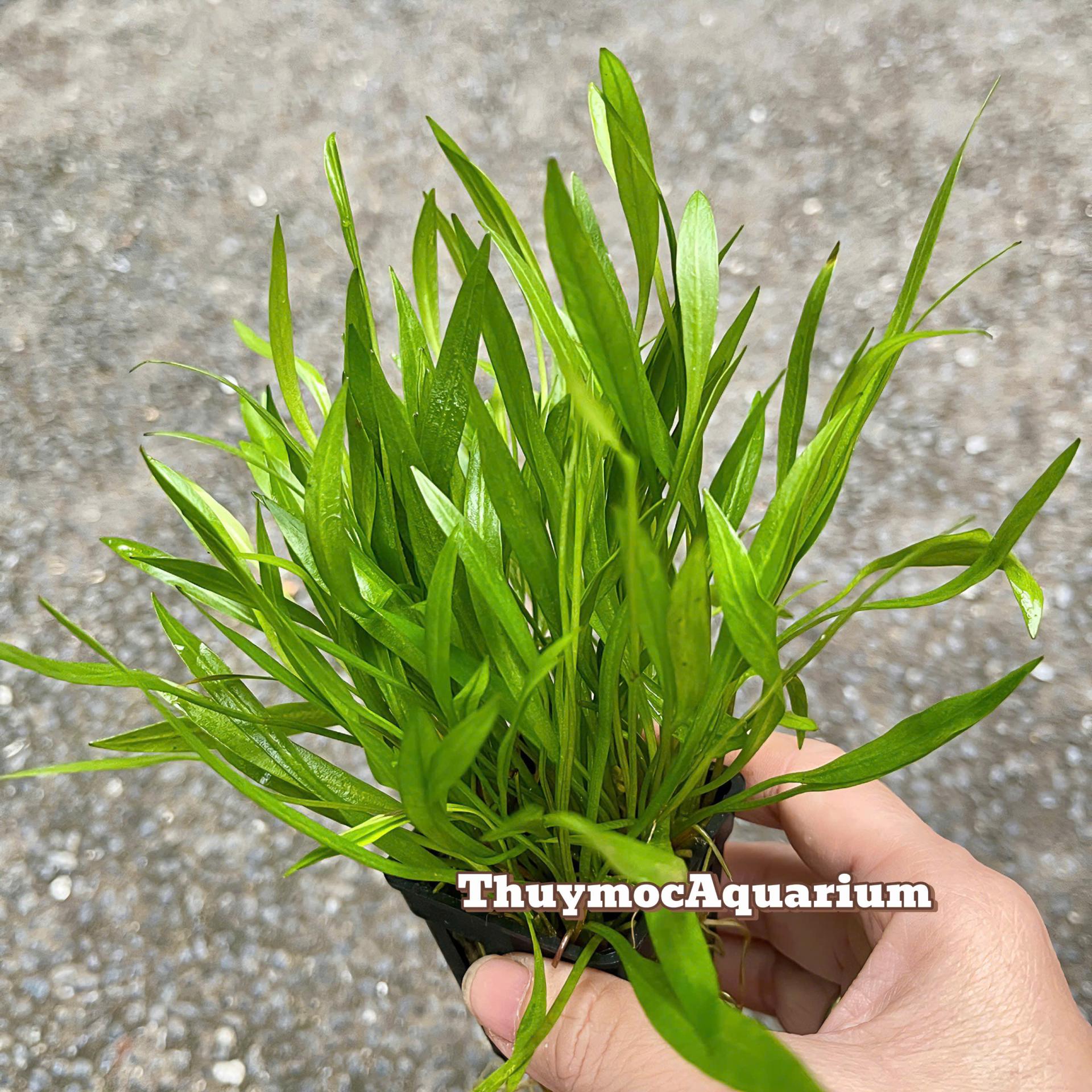 Trang trại Thuỷ Mộc Aquarium