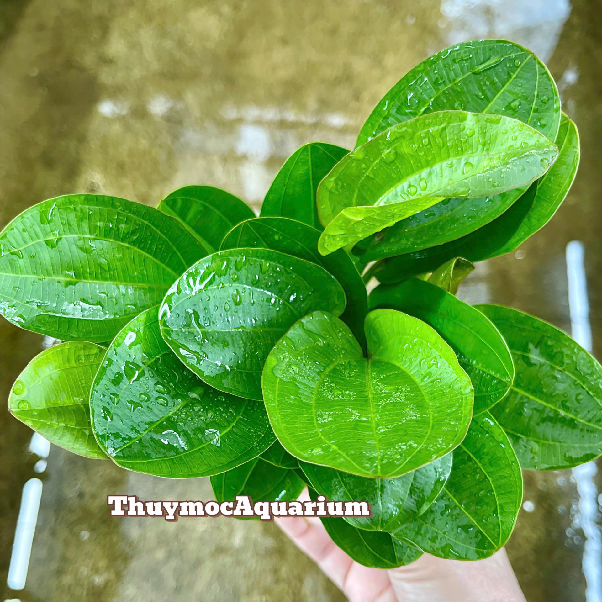 Trang trại Thuỷ Mộc Aquarium
