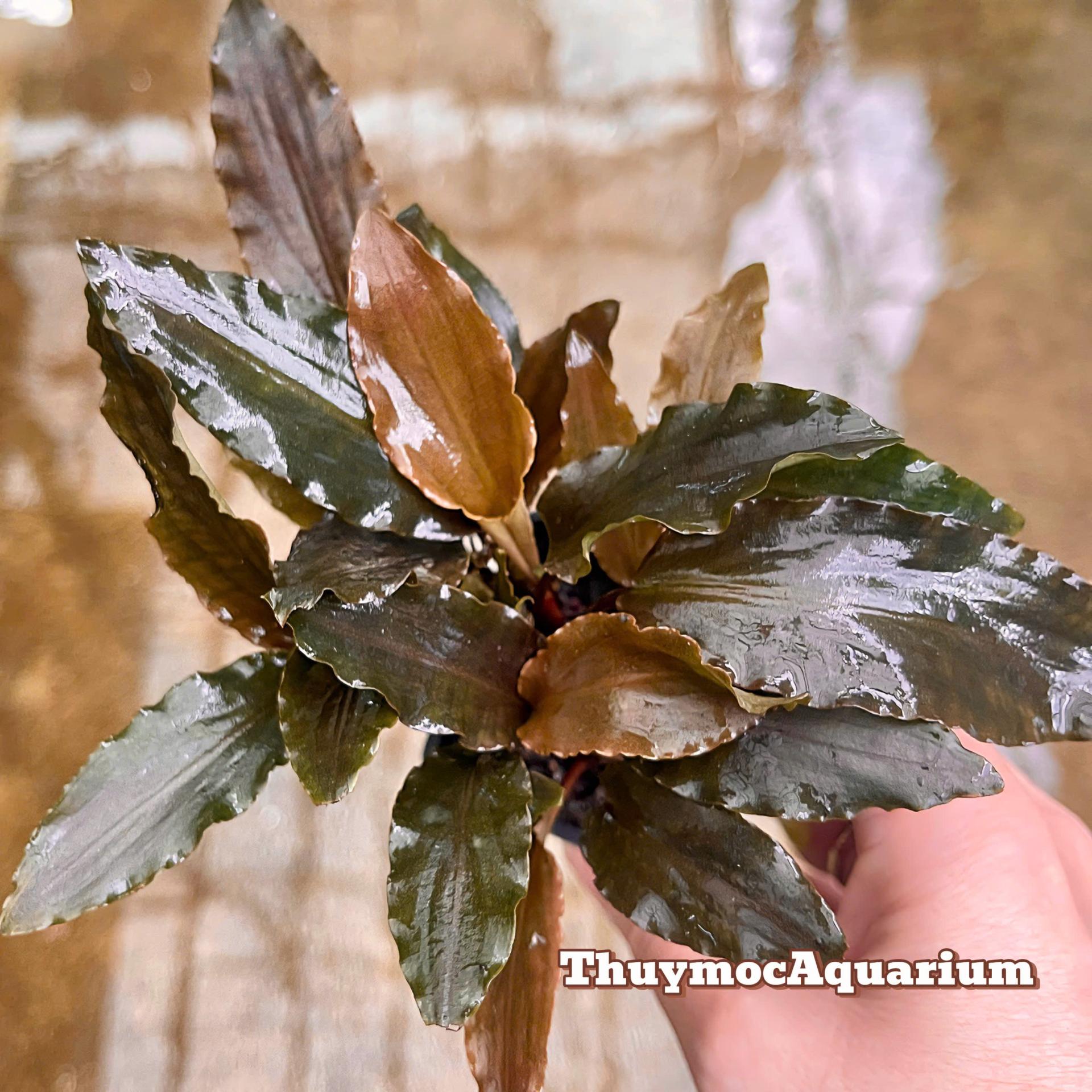Trang trại Thuỷ Mộc Aquarium