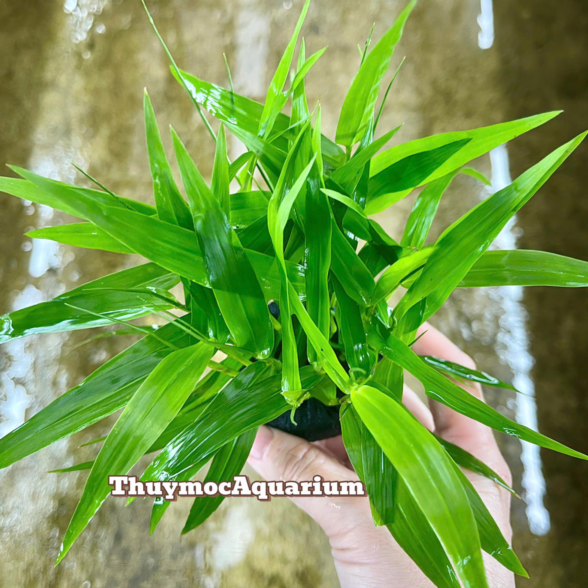 Trang trại Thuỷ Mộc Aquarium