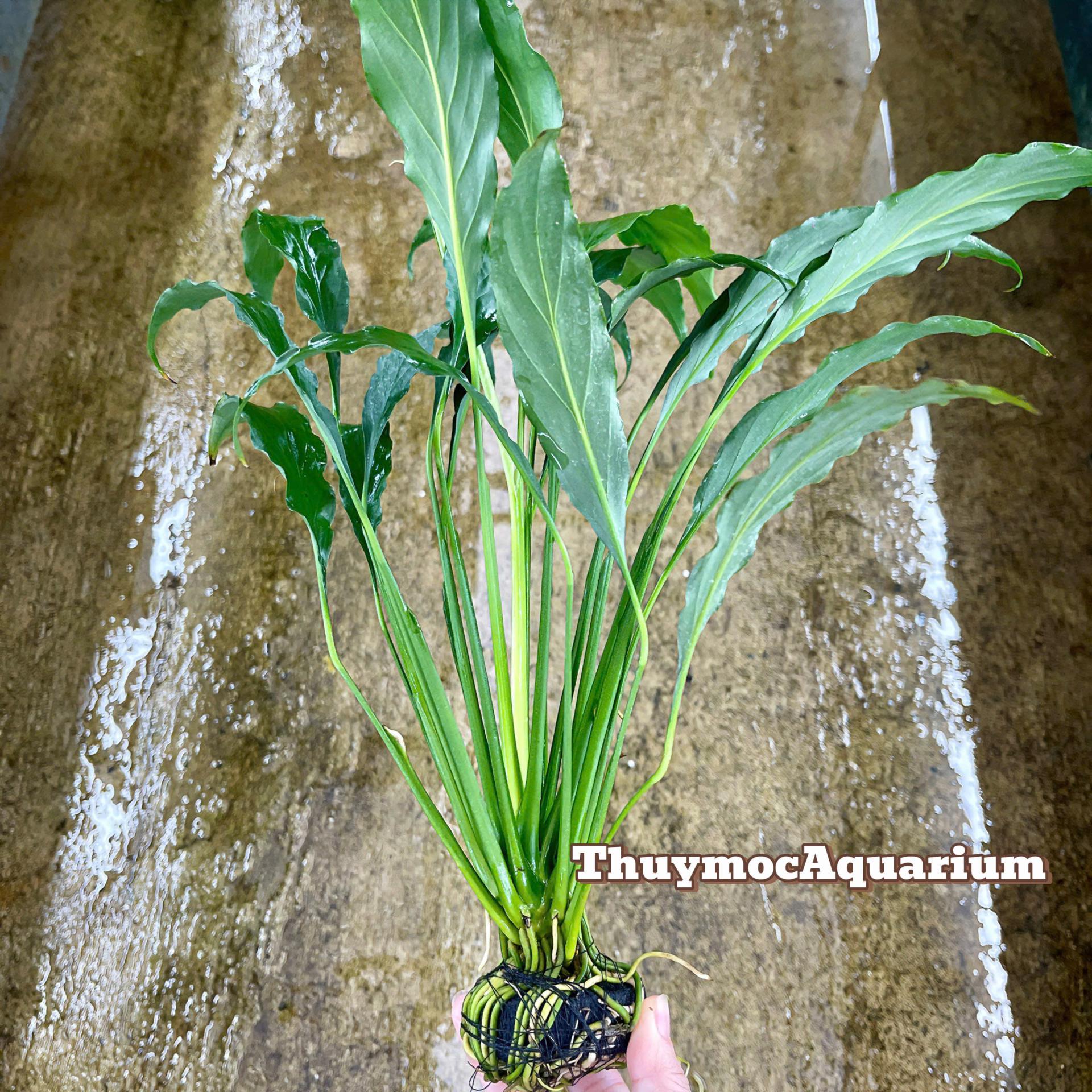 Trang trại Thuỷ Mộc Aquarium