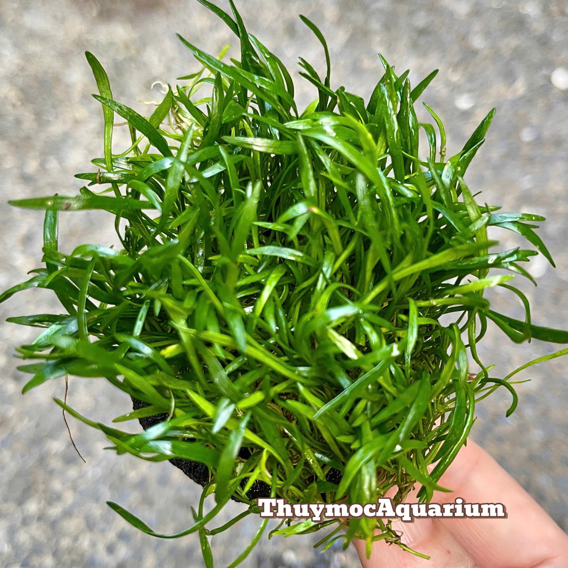 Trang trại Thuỷ Mộc Aquarium