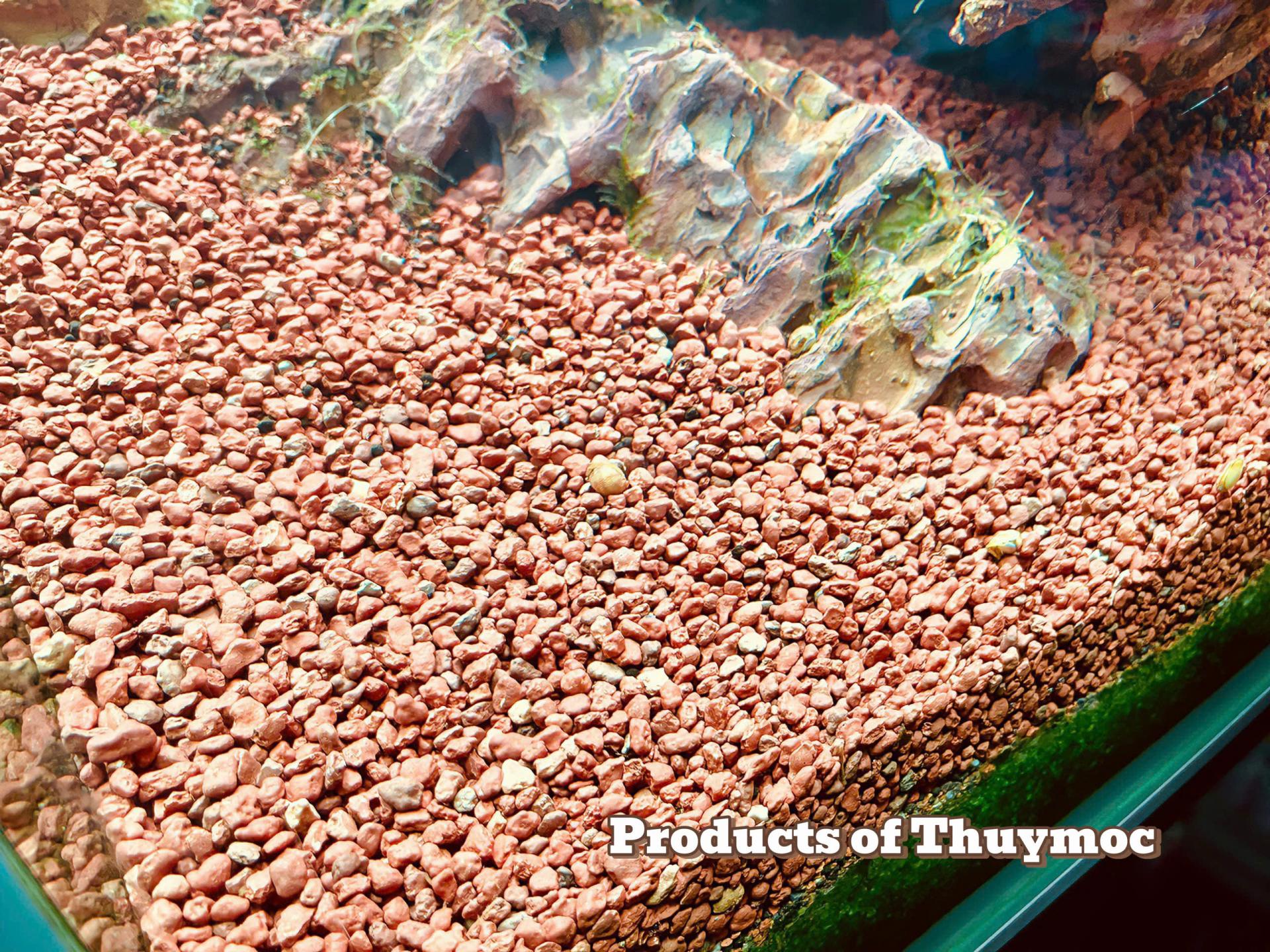 Trang trại Thuỷ Mộc Aquarium