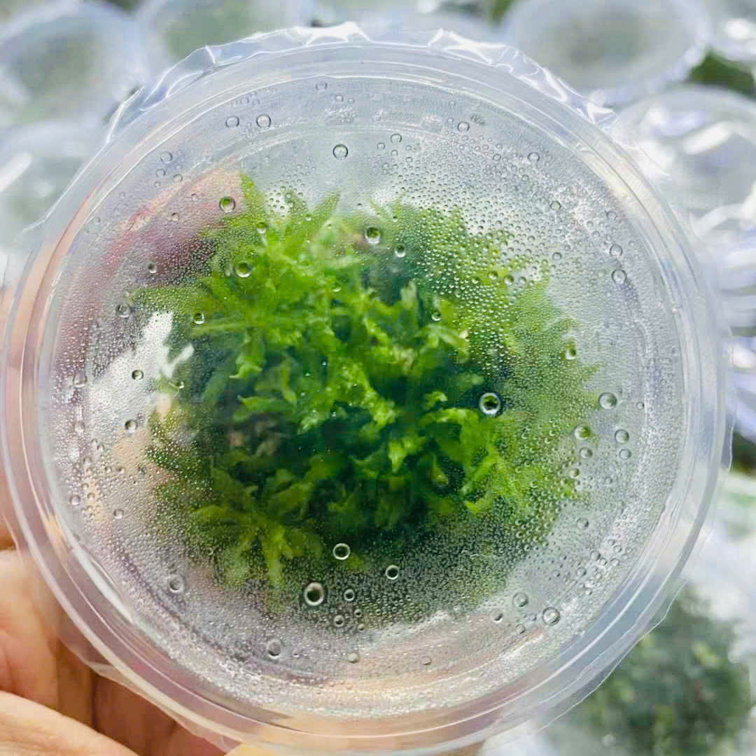 Trang trại Thuỷ Mộc Aquarium