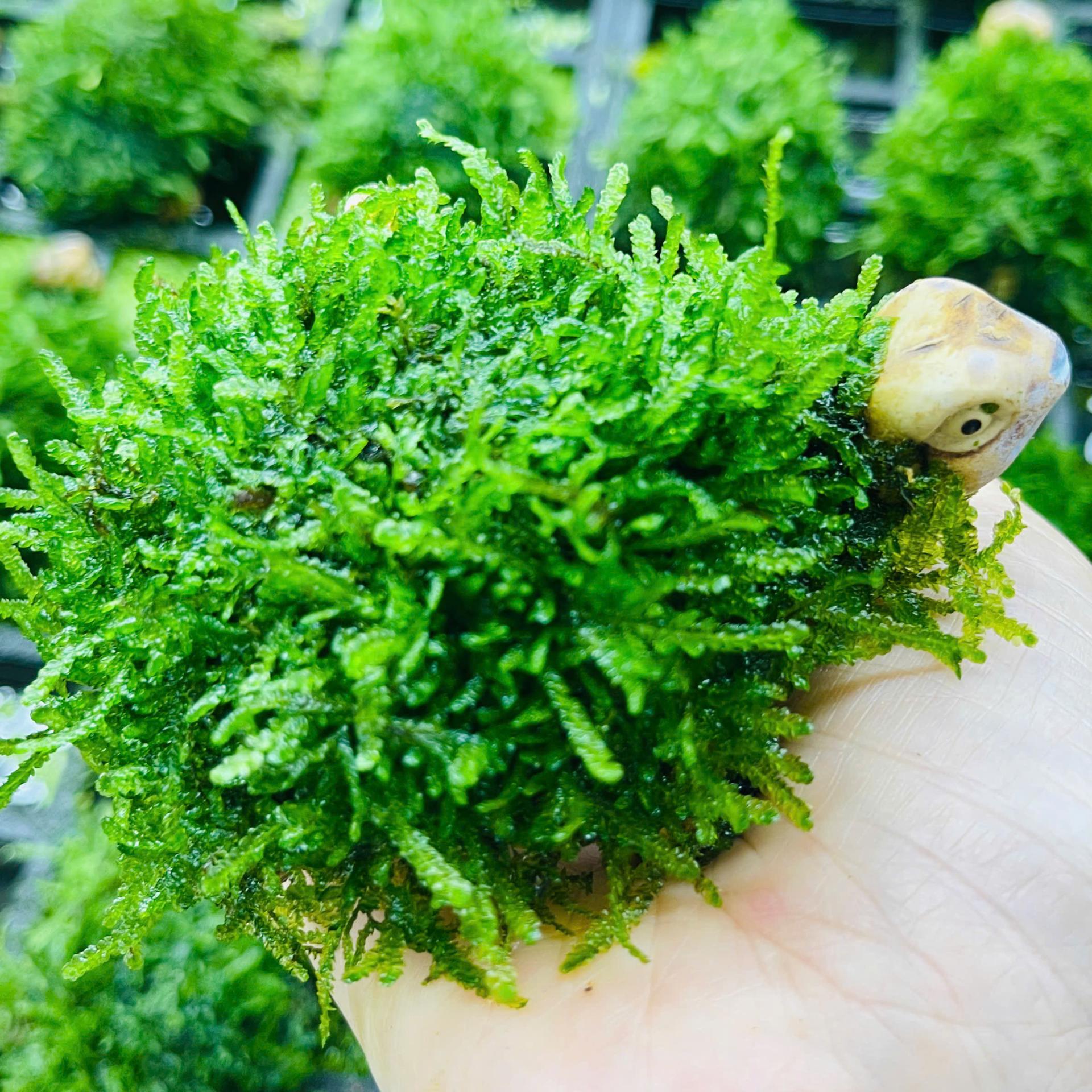 Trang trại Thuỷ Mộc Aquarium