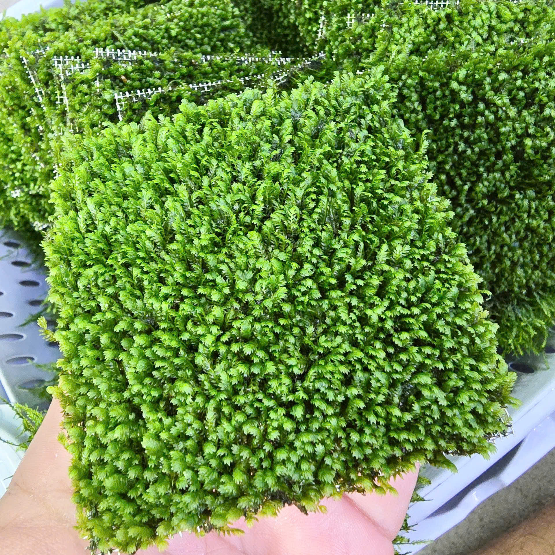 Trang trại Thuỷ Mộc Aquarium