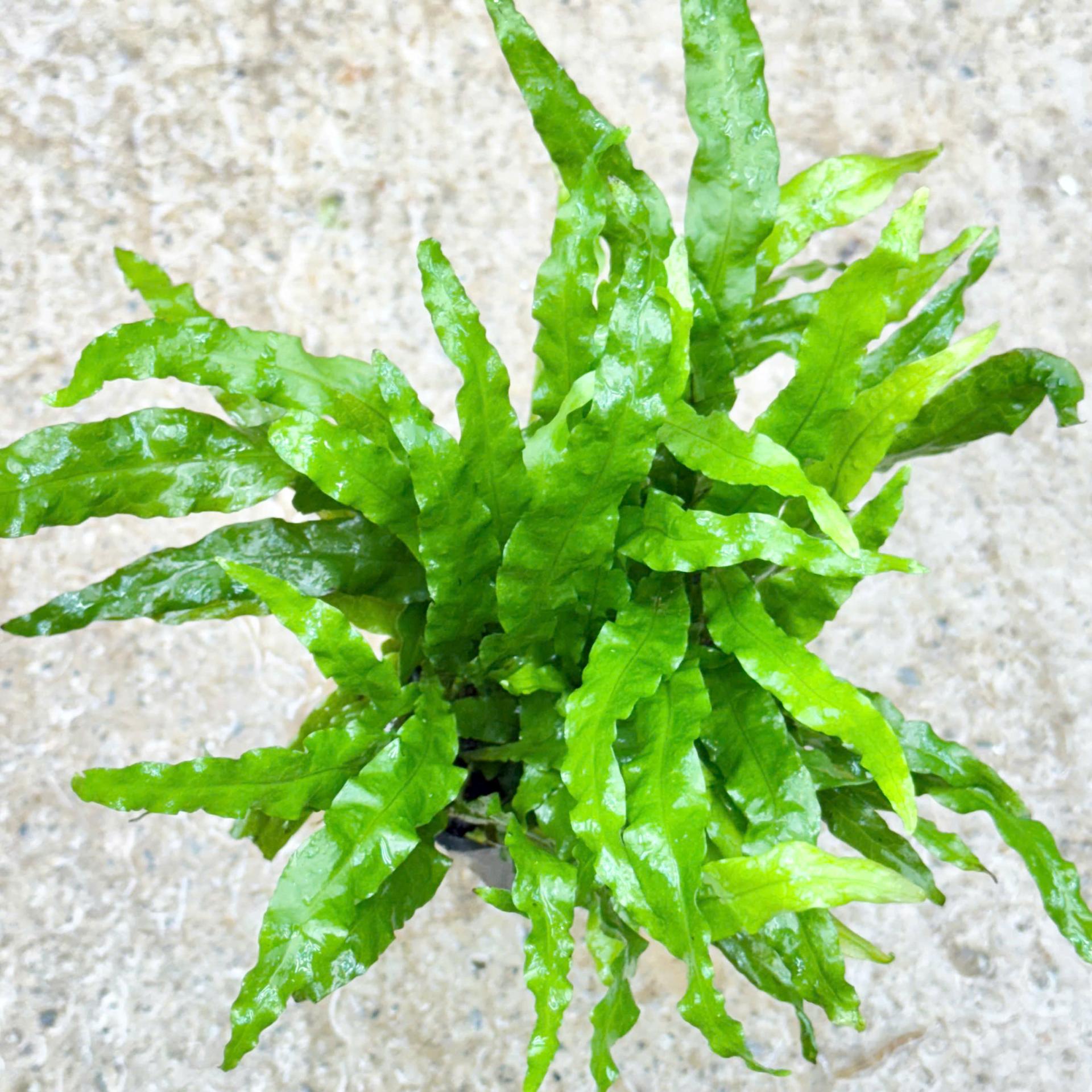 Trang trại Thuỷ Mộc Aquarium