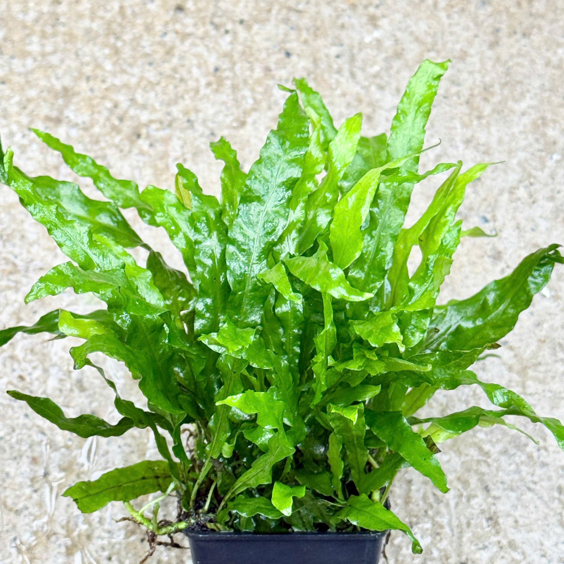 Trang trại Thuỷ Mộc Aquarium