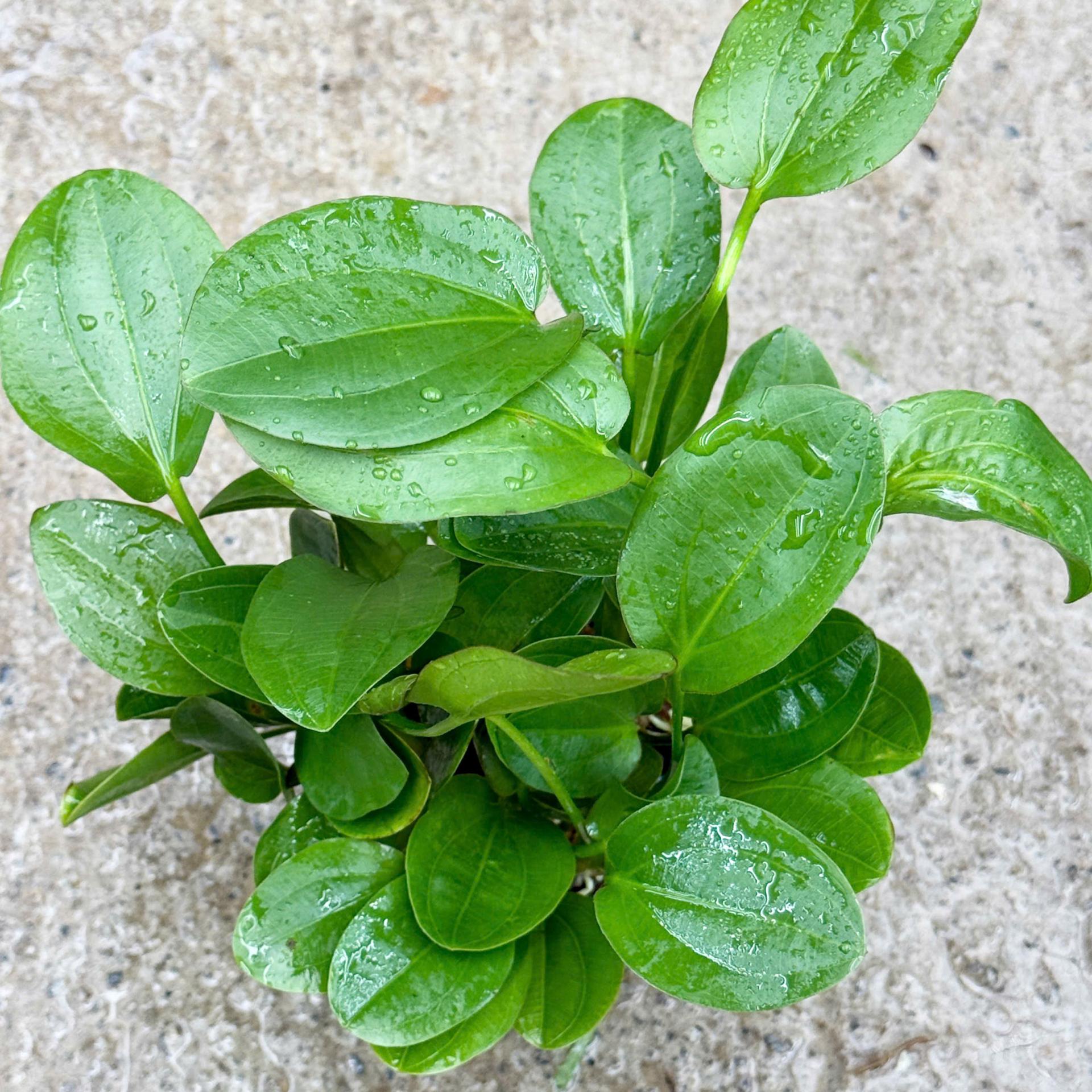 Trang trại Thuỷ Mộc Aquarium