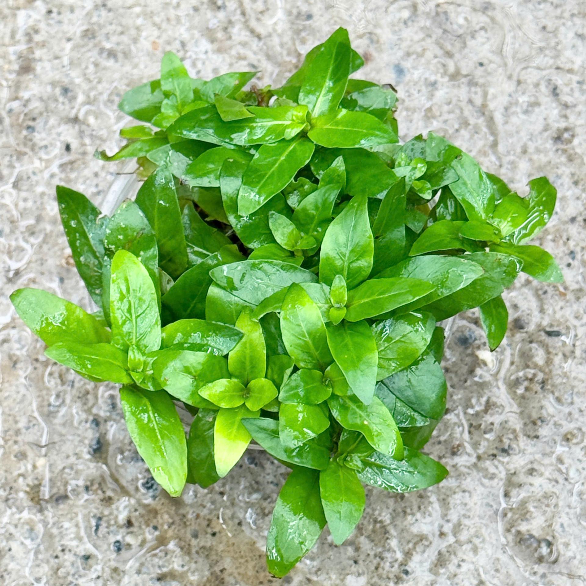 Trang trại Thuỷ Mộc Aquarium