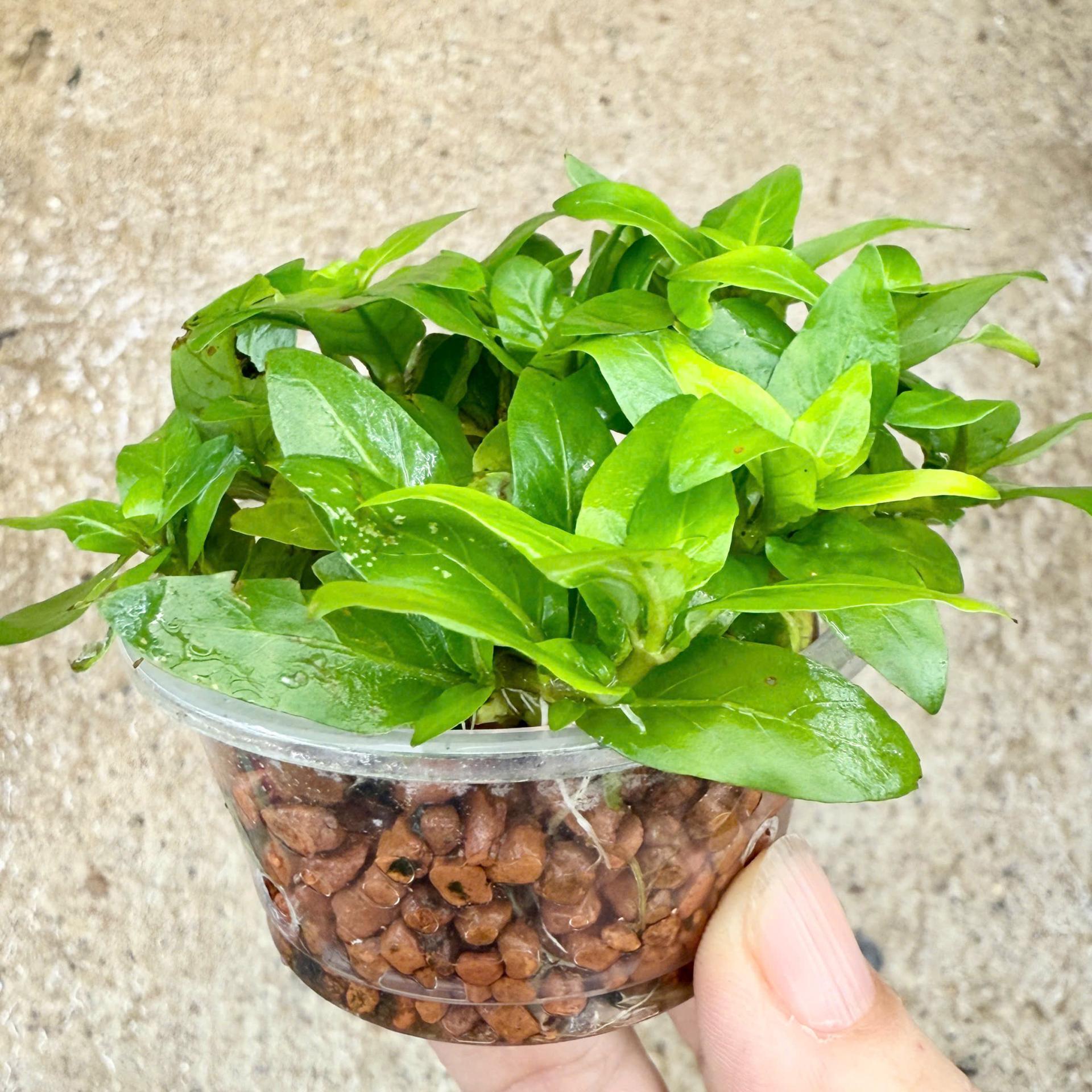 Trang trại Thuỷ Mộc Aquarium