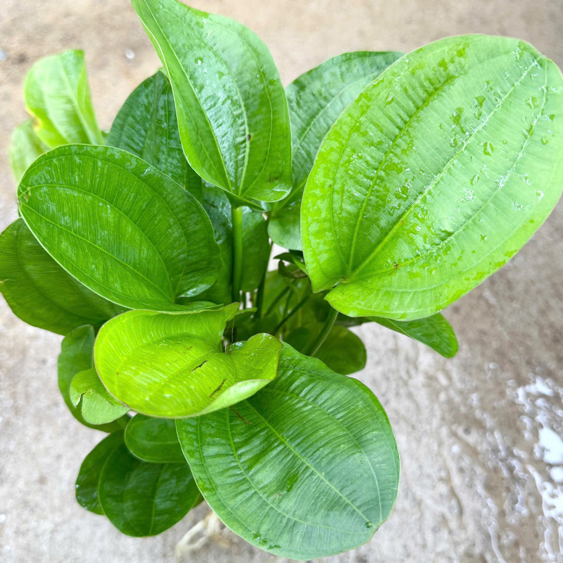 Trang trại Thuỷ Mộc Aquarium