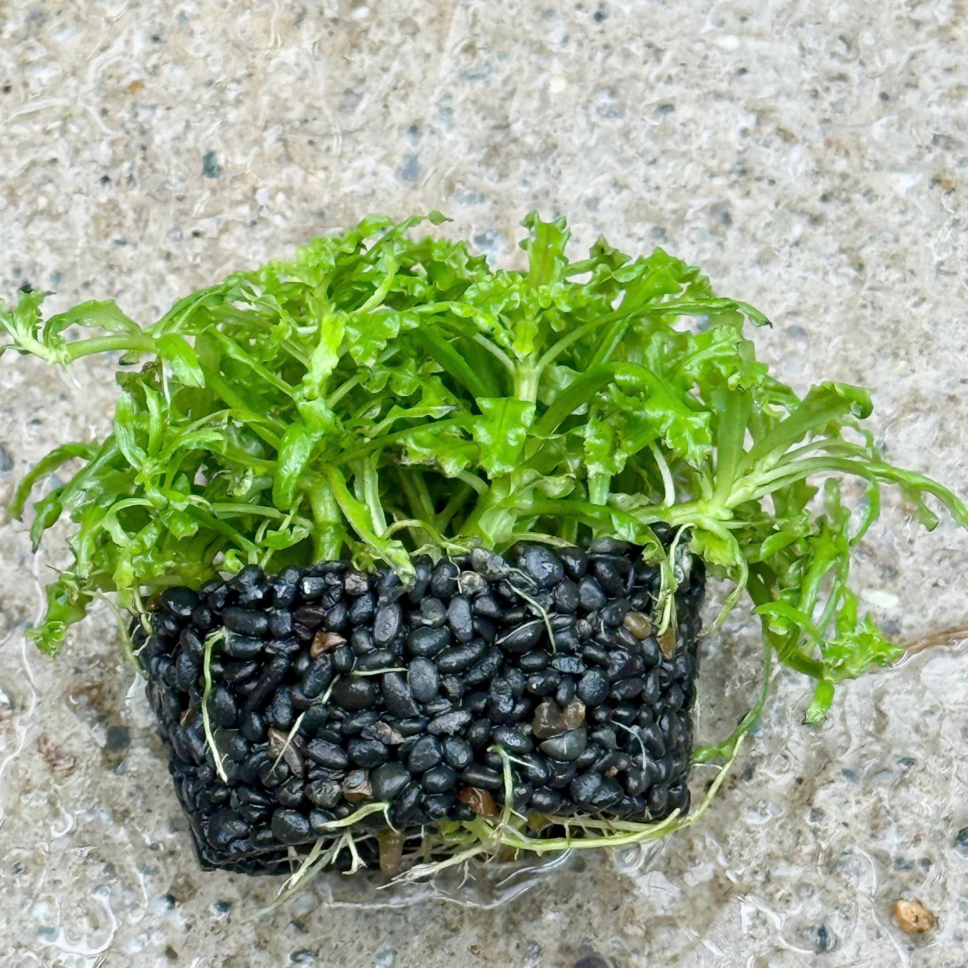 Trang trại Thuỷ Mộc Aquarium