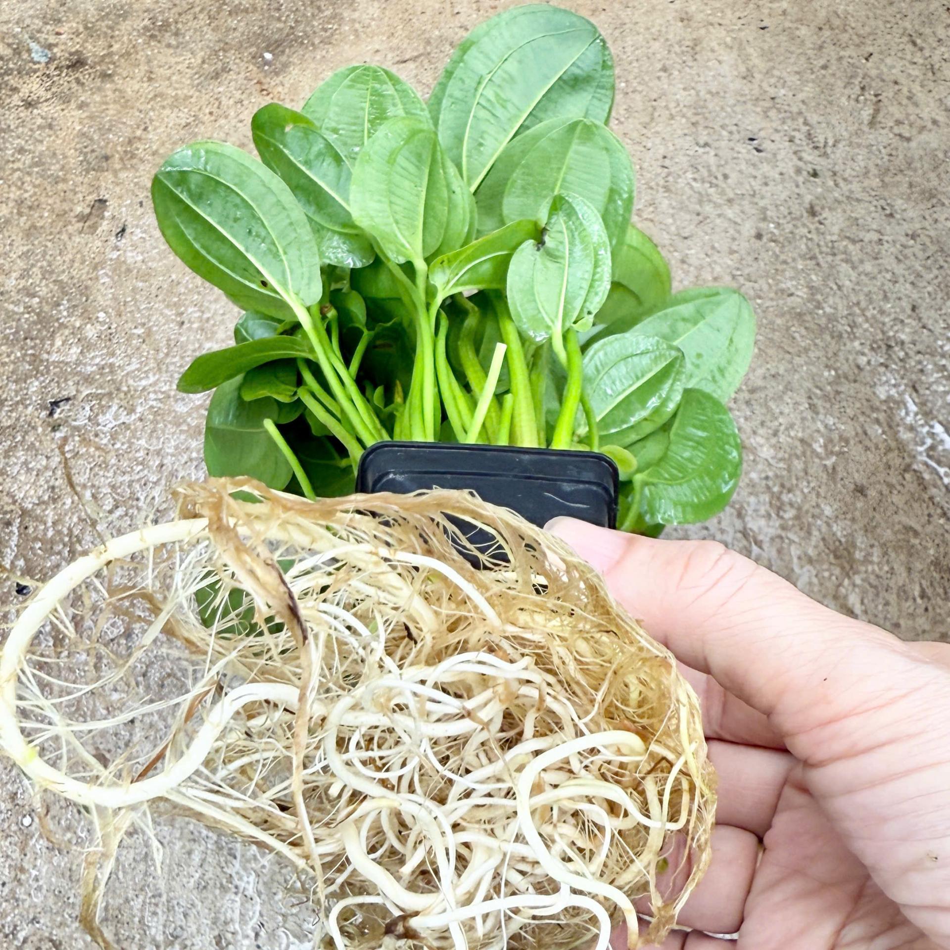 Trang trại Thuỷ Mộc Aquarium