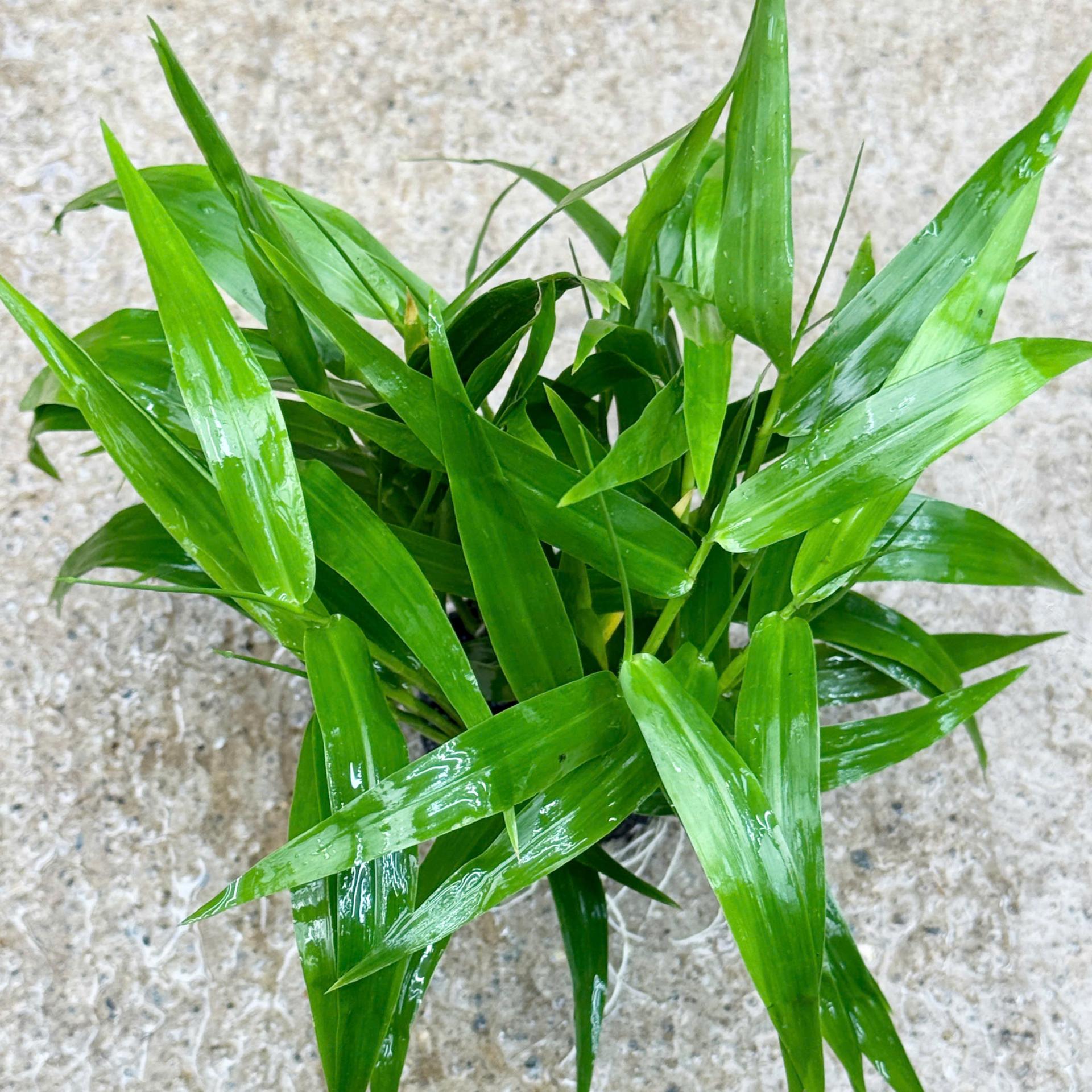 Trang trại Thuỷ Mộc Aquarium