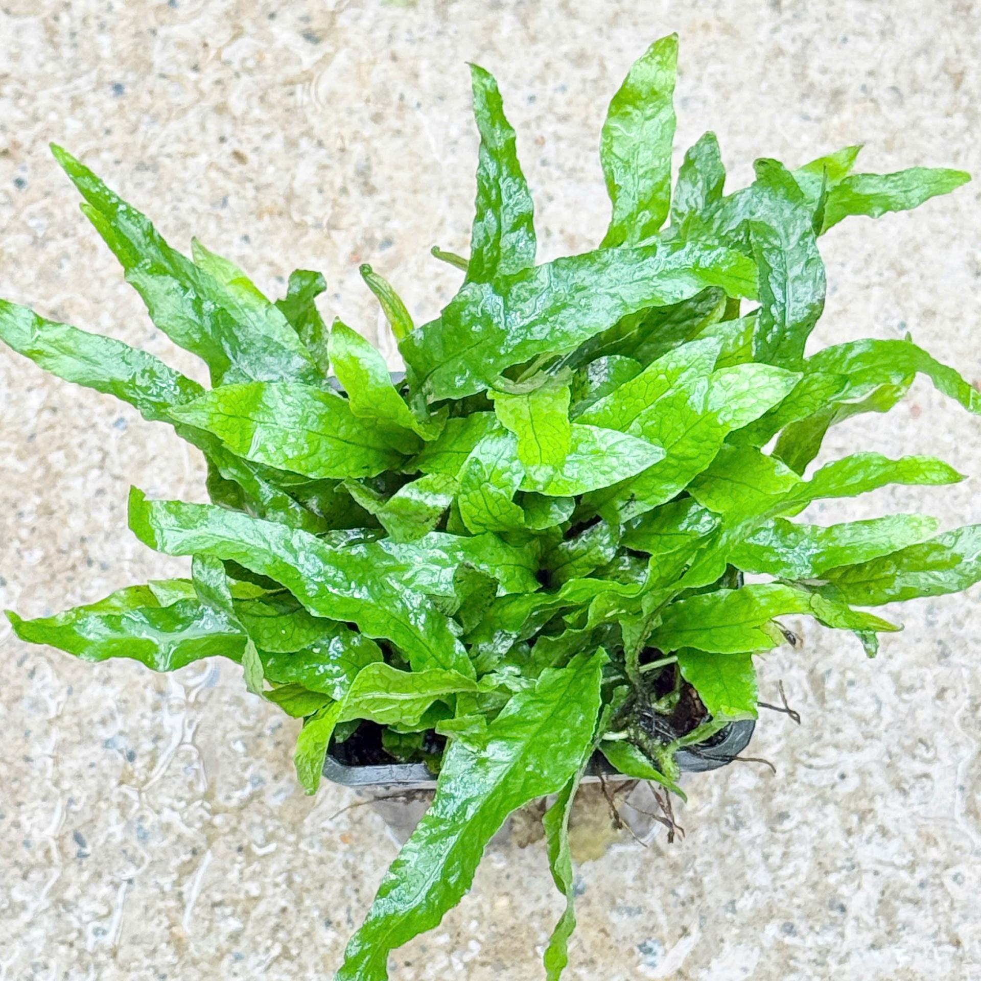 Trang trại Thuỷ Mộc Aquarium