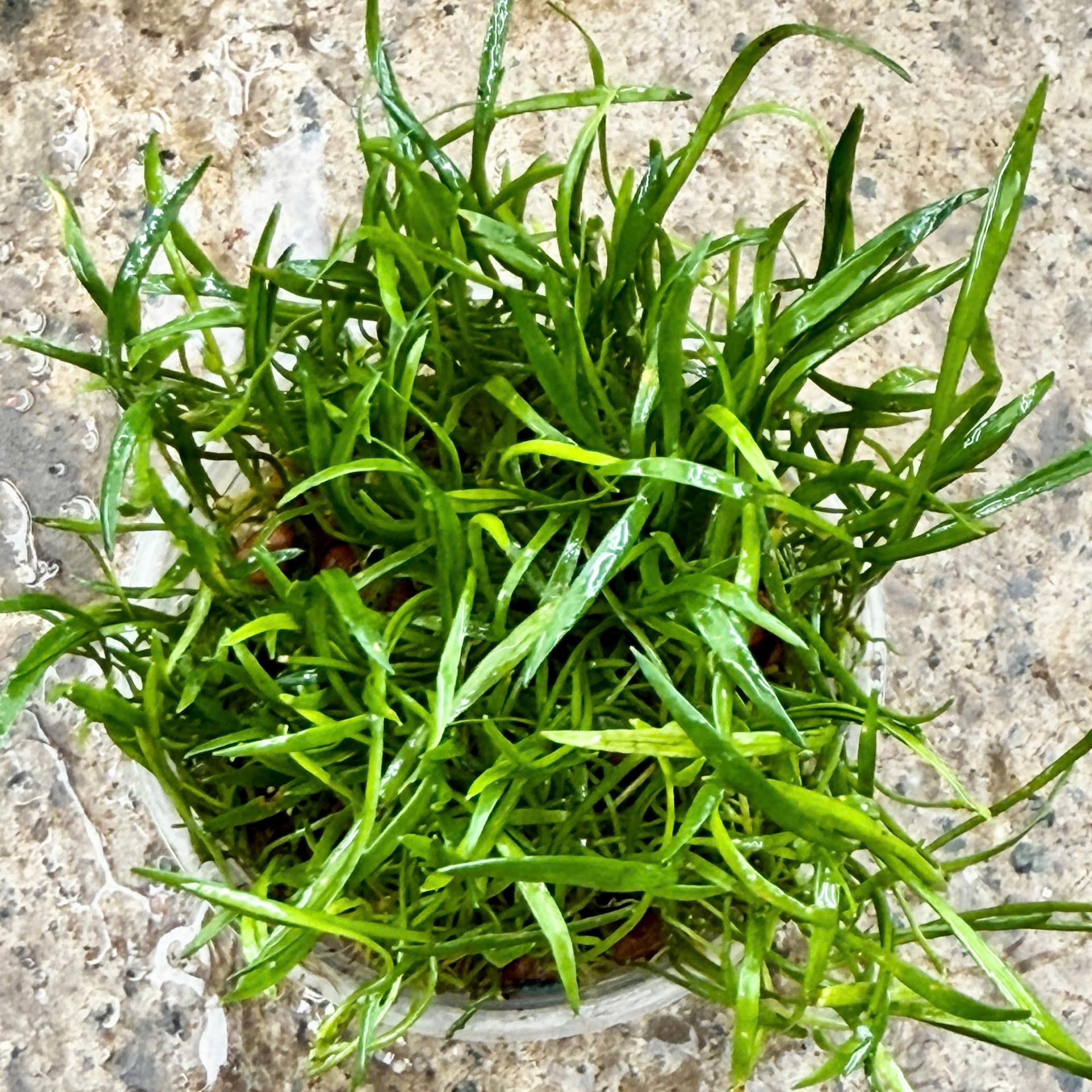 Trang trại Thuỷ Mộc Aquarium