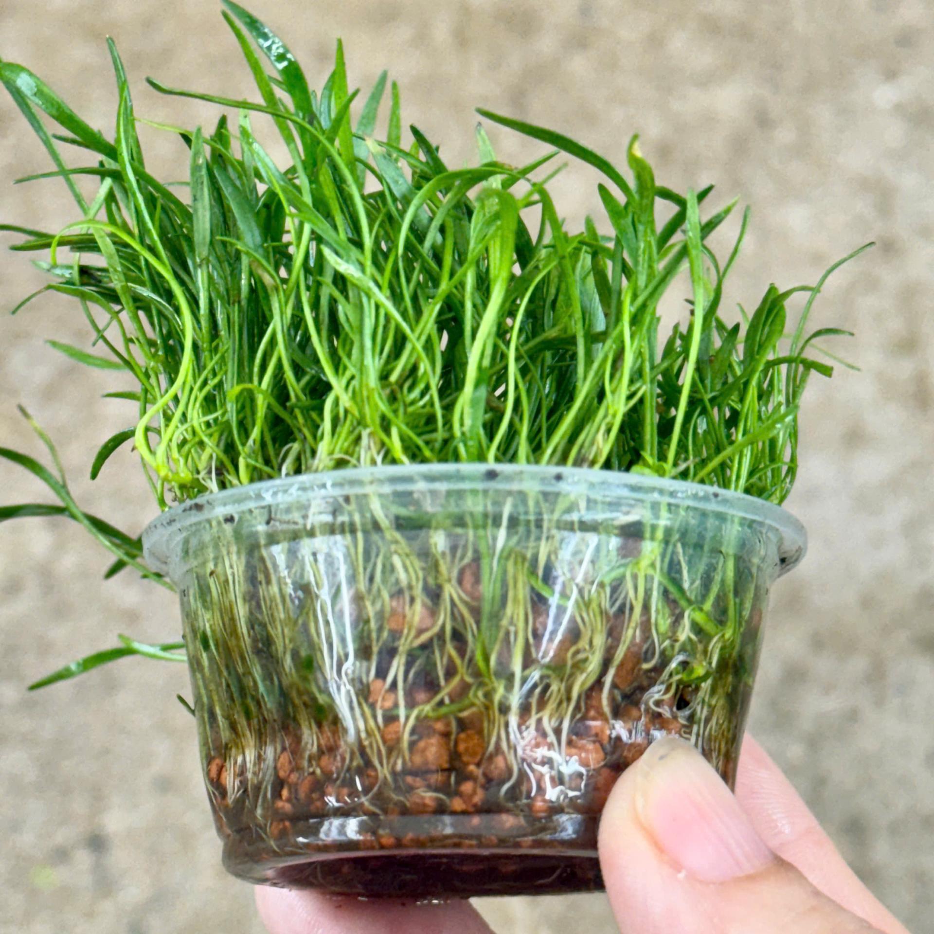 Trang trại Thuỷ Mộc Aquarium