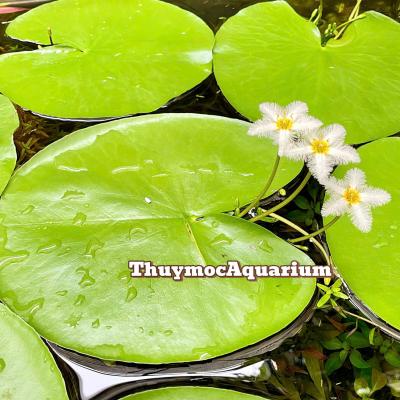 Lá súng thủy nữ