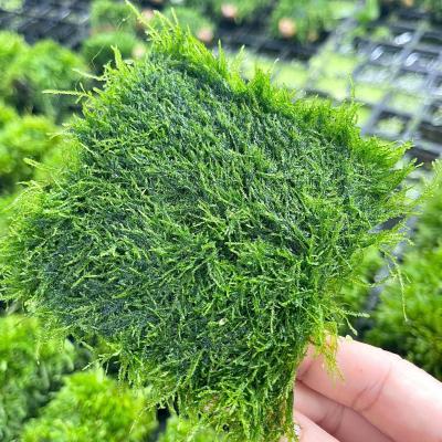 Rêu mini Spinky (lá nước)