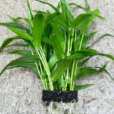 Tre mini giá thể tổ ong