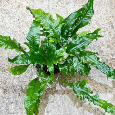 Dương xỉ Long Phụng gt NP