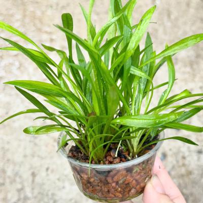 Hoàng Quang Thảo (hộp)