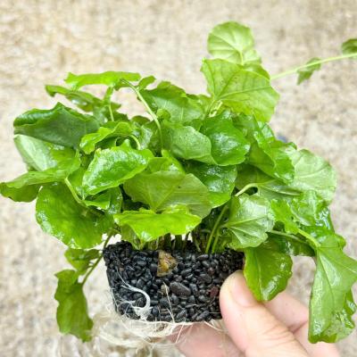 Rau má nhật gt tổ ong